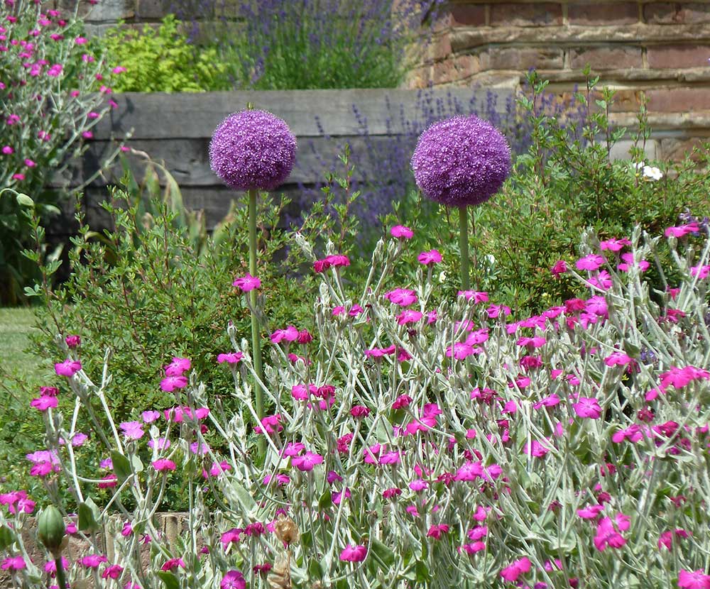 Garden Designed in Surrey