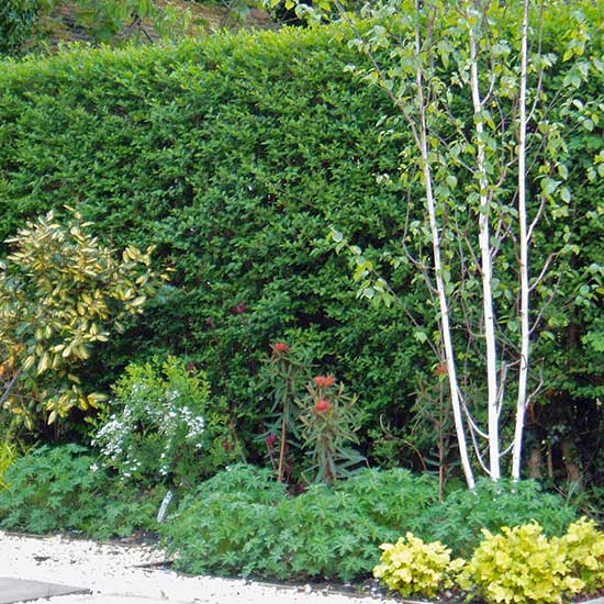 Low maintenance garden design in Cranleigh, Surrey