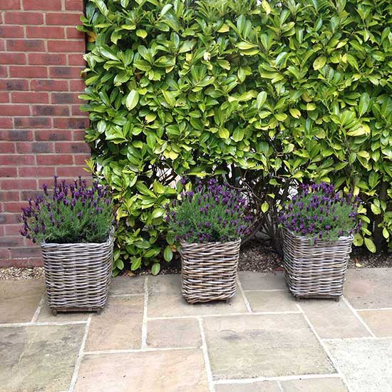 Low maintenance garden design in Cranleigh, Surrey