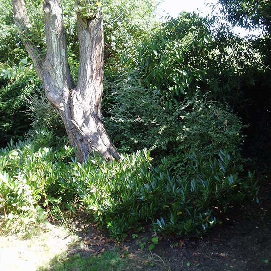 The original garden BEFORE it was redesigned by CM Garden Design