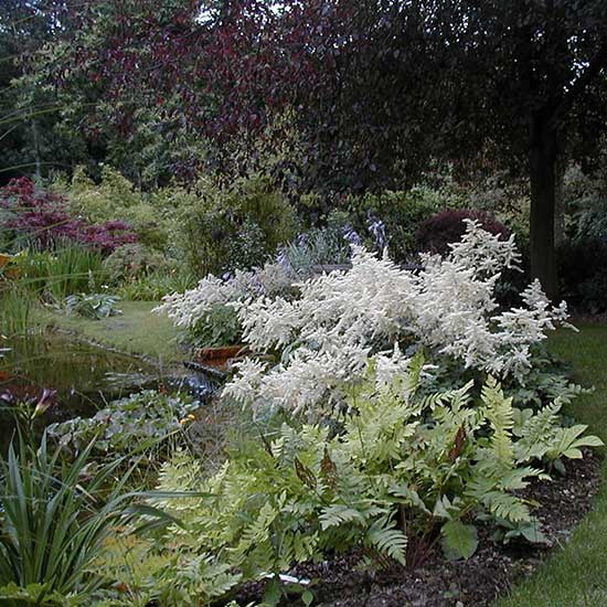 Water garden design for a house in Weybridge Surrey