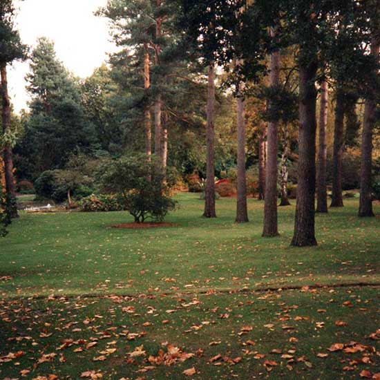 The garden BEFORE it was designed by CM Garden Design