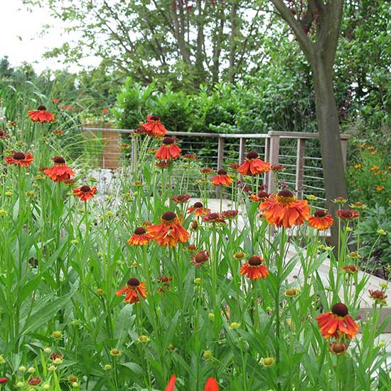 Design for a large garden in Guildford Surrey