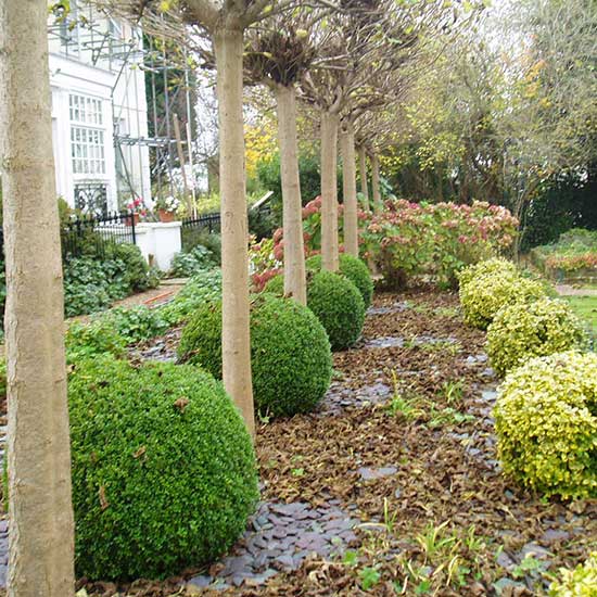 The garden BEFORE it was designed by CM Garden Design