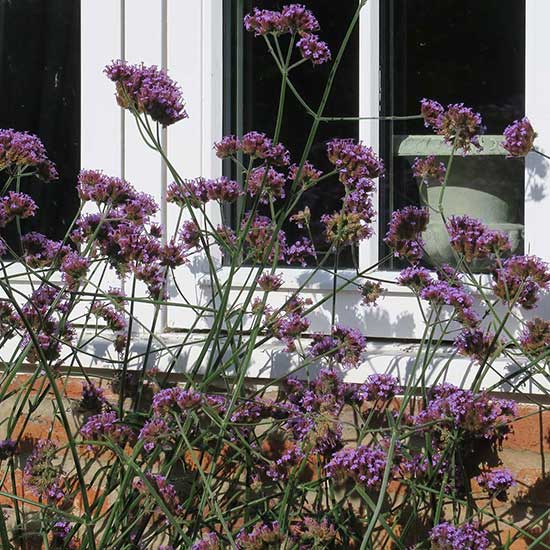 Elizabethan farmhouse garden design in Guildford, Surrey
